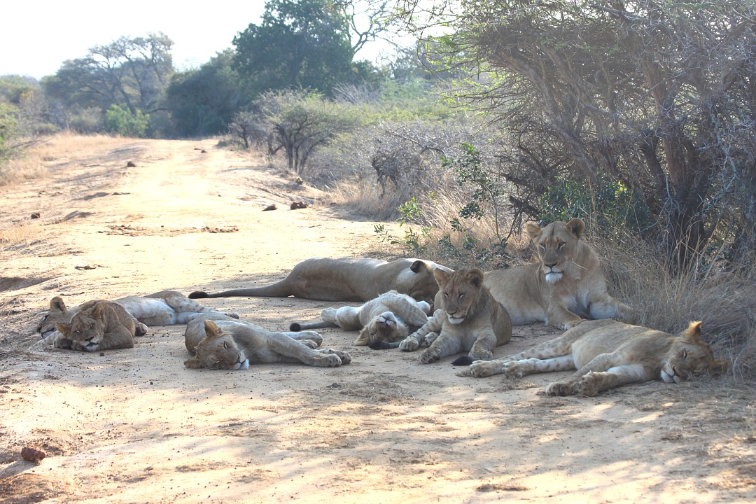 pride of lions lying in the shade