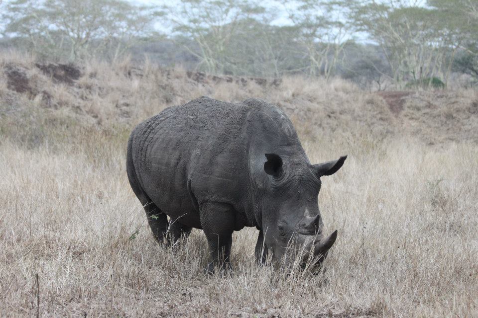 male rhino grazing