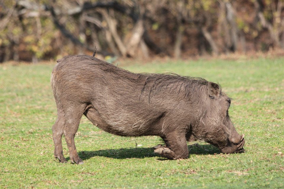 warthog grazing