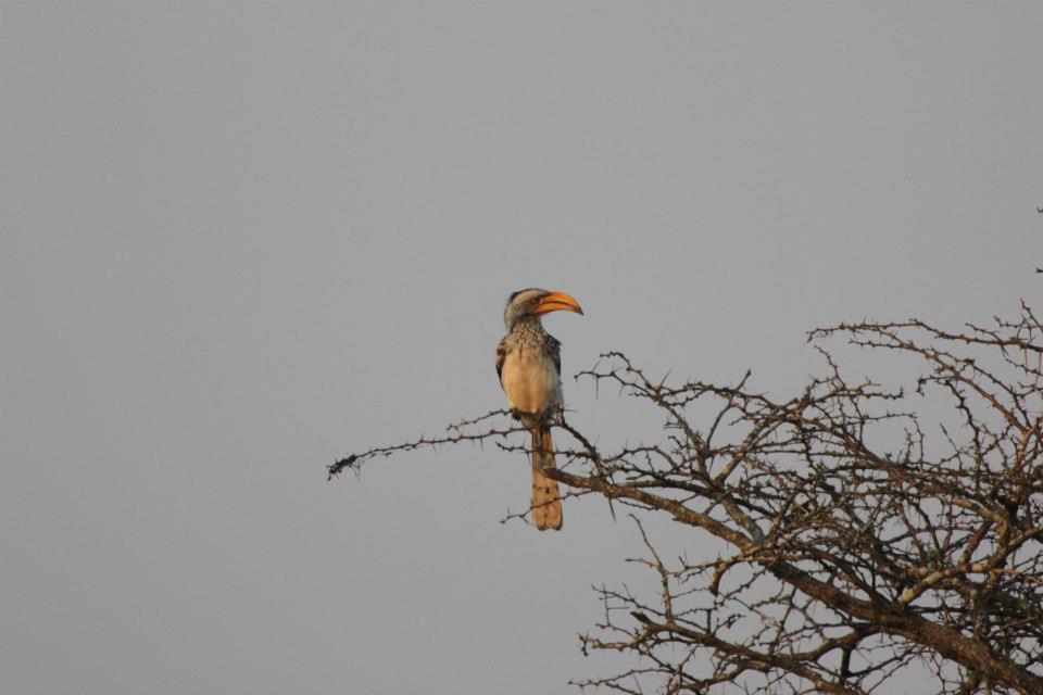 zazu bird perched in a tree