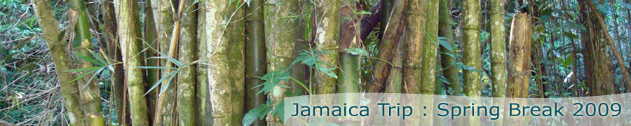 Bamboo landscape