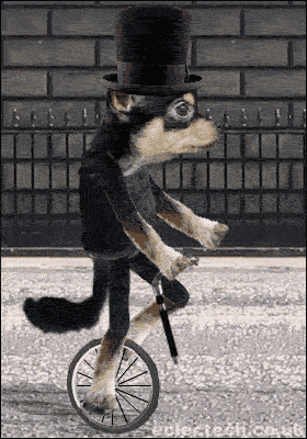 unicycle dog
