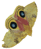 Mothra
